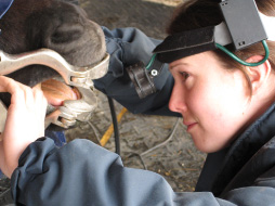 Equine Dental: image 1 0f 4 thumb