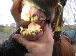 Equine Dental: image 1 0f 4 thumb