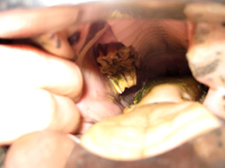 Equine Dental: image 1 0f 4 thumb